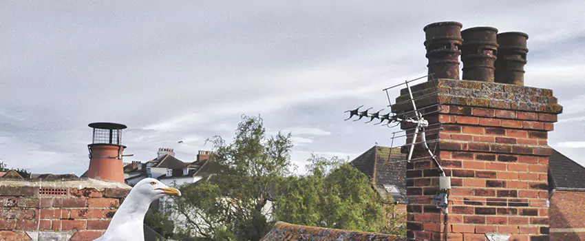 Chimney Cleaning And Restoration in Selden, New York